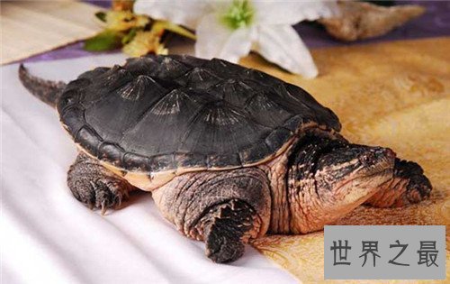 【图】真鳄龟是体型最大的咸水龟 厉害表面下一颗胆怯