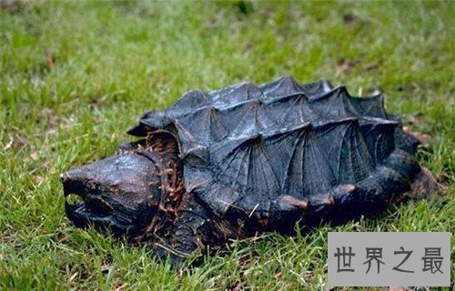 【图】真鳄龟是体型最大的咸水龟 厉害表面下一颗胆怯