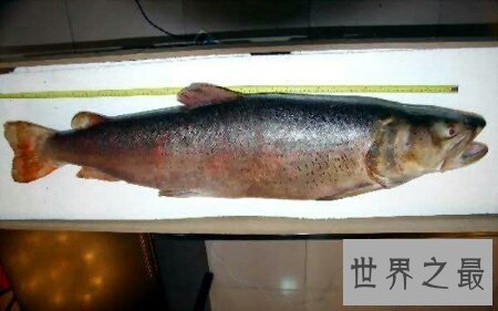 【图】南方珍稀食肉动物哲罗鲑和哲罗鲑图片