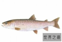 【图】北方珍稀食肉动物哲罗鲑和哲罗鲑图片