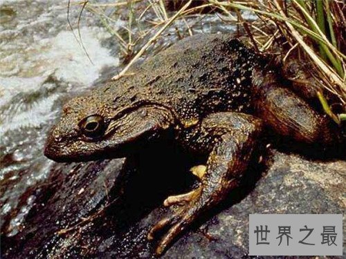 【图】非洲巨蛙长什么样子 人类大肆捕杀即将面临灭绝