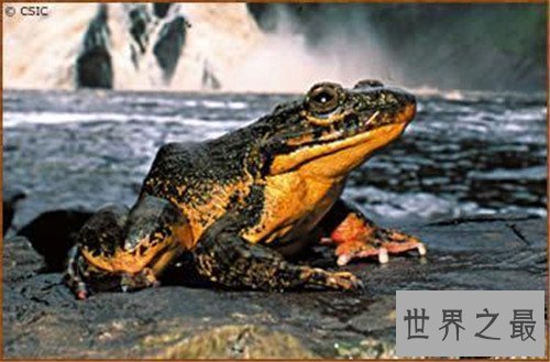 【图】非洲巨蛙长什么样子 人类大肆捕杀即将面临灭绝