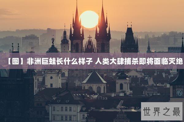 【图】非洲巨蛙长什么样子 人类大肆捕杀即将面临灭绝