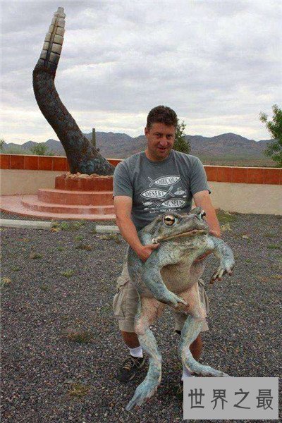 【图】非洲巨蛙长什么样子 人类大肆捕杀即将面临灭绝