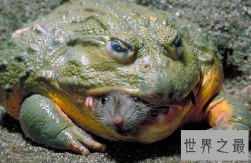【图】非洲巨蛙长什么样子 人类大肆捕杀即将面临灭绝