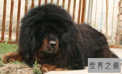 【图】在狗类中属藏獒最大，在藏獒中最大的藏獒王为