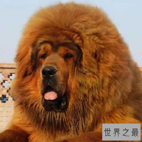 【图】在狗类中属藏獒最大，在藏獒中最大的藏獒王为
