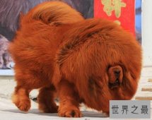 【图】在狗类中属藏獒最大，在藏獒中最大的藏獒王为