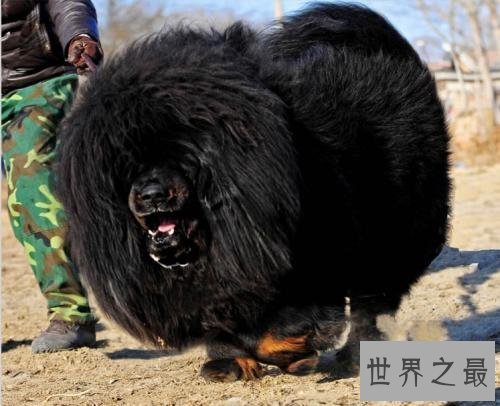 【图】在狗类中属藏獒最大，在藏獒中最大的藏獒王为