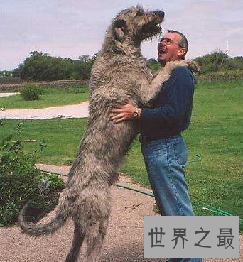 【图】要说世界上最大的狗 真的像胖版的小马驹呢