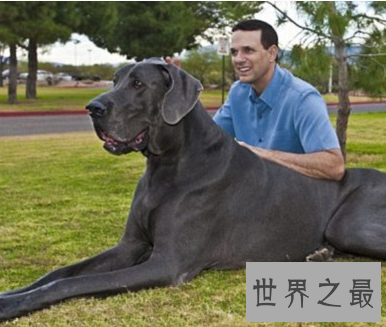 【图】要说世界上最大的狗 真的像胖版的小马驹呢