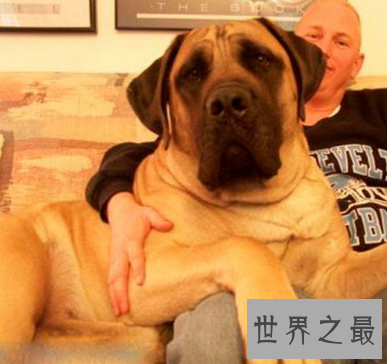 【图】要说世界上最大的狗 真的像胖版的小马驹呢