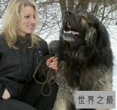 【图】要说世界上最大的狗 真的像胖版的小马驹呢