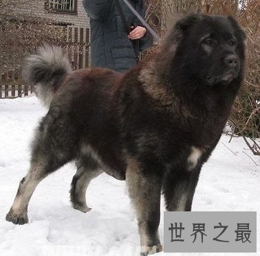 【图】要说世界上最大的狗 真的像胖版的小马驹呢