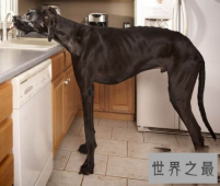 【图】要说世界上最大的狗 真的像胖版的小马驹呢