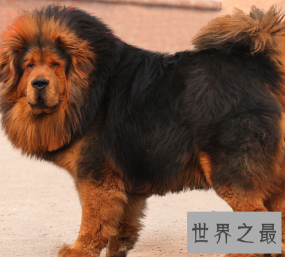 【图】要说世界上最大的狗 真的像胖版的小马驹呢