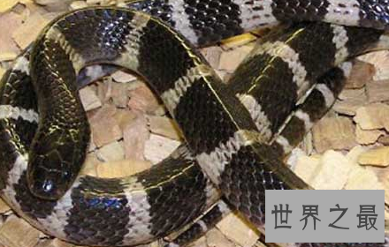 【图】如遇银环蛇图片中的实物 请务必接住这份攻略