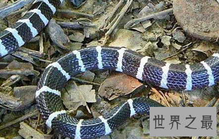 【图】如遇银环蛇图片中的实物 请务必接住这份攻略