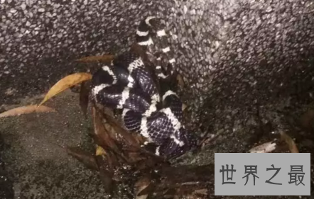 【图】如遇银环蛇图片中的实物 请务必接住这份攻略