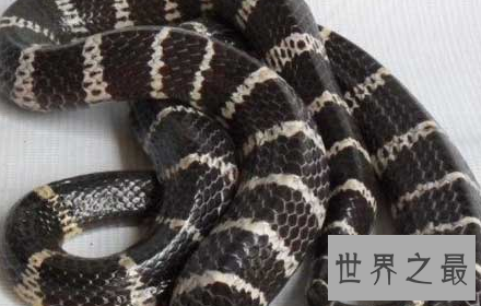 【图】如遇银环蛇图片中的实物 请务必接住这份攻略