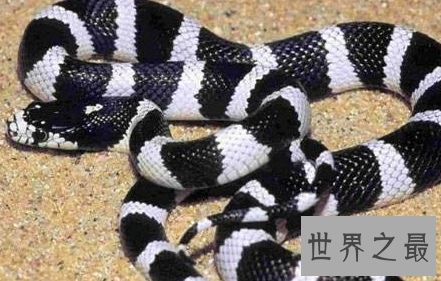 【图】如遇银环蛇图片中的实物 请务必接住这份攻略