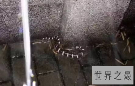 【图】如遇银环蛇图片中的实物 请务必接住这份攻略