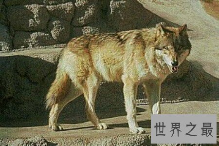 【图】藏獒vs狼 到底哪个更凶猛出去看看吧