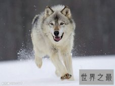【图】藏獒vs狼 到底哪个更厉害进来看看吧