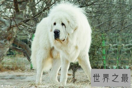 【图】藏獒vs狼 到底哪个更凶猛出去看看吧