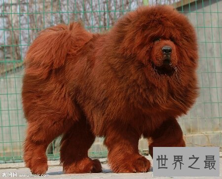 【图】藏獒vs狼 到底哪个更凶猛出去看看吧