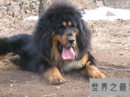 【图】藏獒vs狼 到底哪个更凶猛出去看看吧