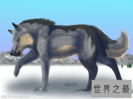 【图】藏獒vs狼 到底哪个更凶猛出去看看吧