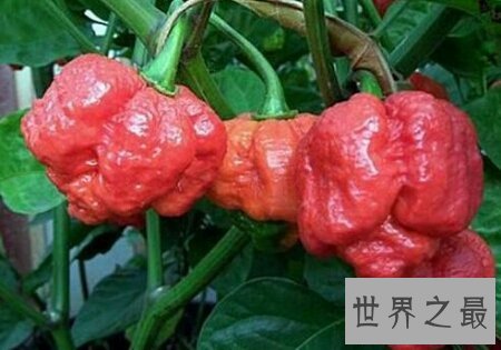 【图】你敢尝世界上最辣的辣椒娜迦毒蛇辣椒吗