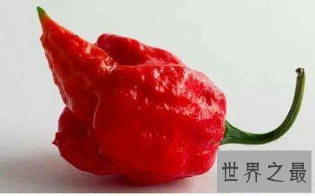 【图】你敢尝世界上最辣的辣椒娜迦毒蛇辣椒吗