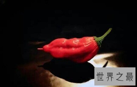 【图】你敢尝世界上最辣的辣椒娜迦毒蛇辣椒吗