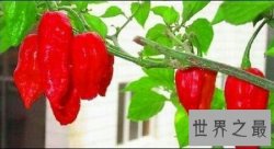 【图】你敢尝世界上最辣的辣椒娜迦毒蛇辣椒吗