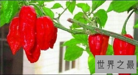 【图】你敢尝世界上最辣的辣椒娜迦毒蛇辣椒吗