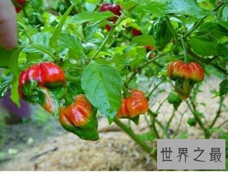 【图】你敢尝世界上最辣的辣椒娜迦毒蛇辣椒吗