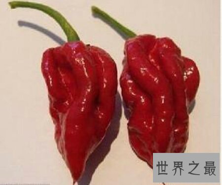 【图】你敢尝世界上最辣的辣椒娜迦毒蛇辣椒吗