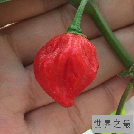 【图】你敢尝世界上最辣的辣椒娜迦毒蛇辣椒吗
