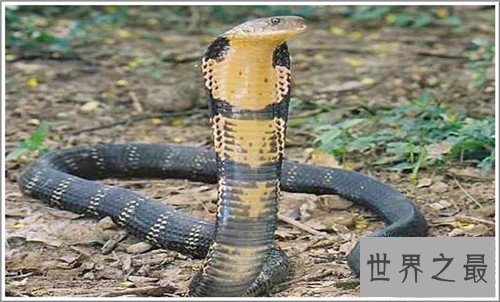 【图】最毒的蛇是什么品种 日本吃海蛇滋补壮身