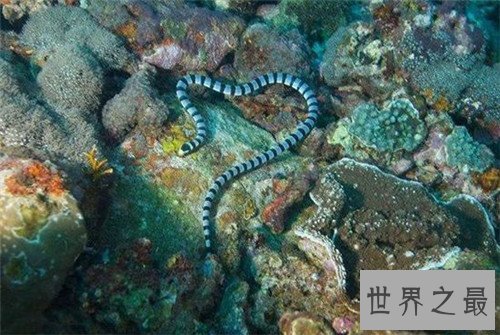 【图】最毒的蛇是什么品种 日本吃海蛇滋补壮身