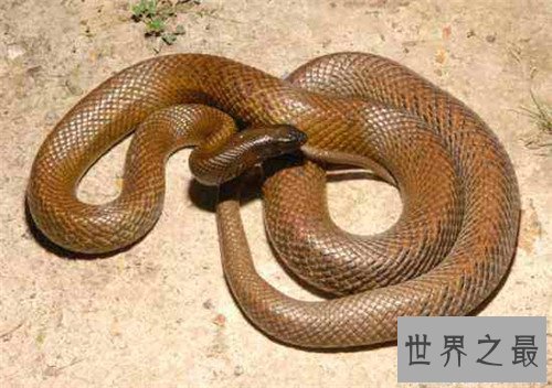 【图】最毒的蛇是什么品种 日本吃海蛇滋补壮身