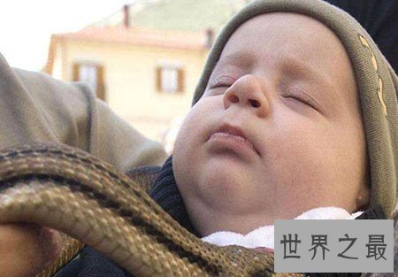 【图】看家蛇在哪里 这是一种什么蛇 真的有灵性吗