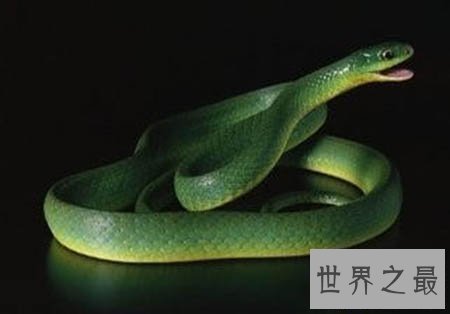 【图】看家蛇在哪里 这是一种什么蛇 真的有灵性吗