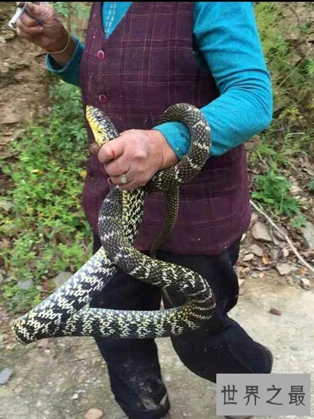 【图】看家蛇在哪里 这是一种什么蛇 真的有灵性吗