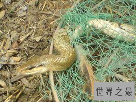 【图】看家蛇在哪里 这是一种什么蛇 真的有灵性吗