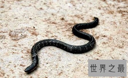 【图】看家蛇在哪里 这是一种什么蛇 真的有灵性吗