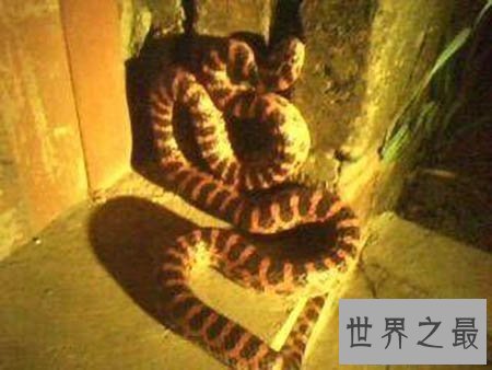 【图】看家蛇在哪里 这是一种什么蛇 真的有灵性吗