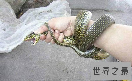 【图】看家蛇在哪里 这是一种什么蛇 真的有灵性吗